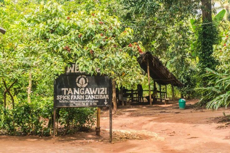 Visitors exploring a spice farm in Zanzibar
