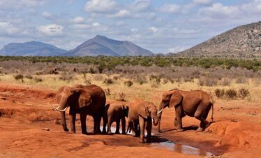 Tsavo East National Park