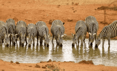 Tsavo West National Park, Kenya
