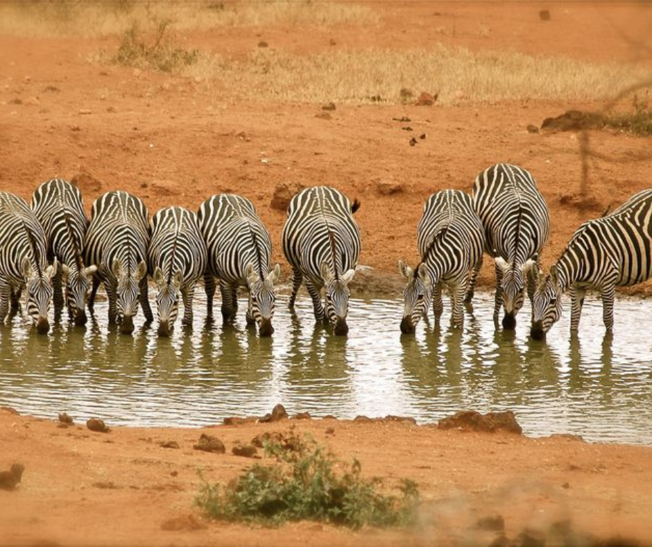 Tsavo West National Park, Kenya