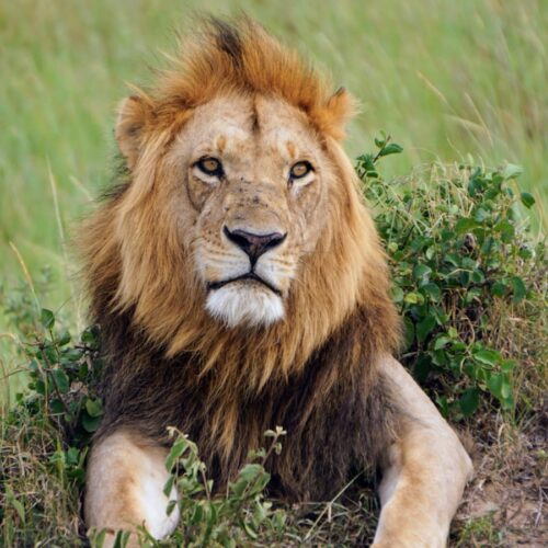 Lion resting in the Maasai Mara during a 3 Days Maasai Mara Flying Package