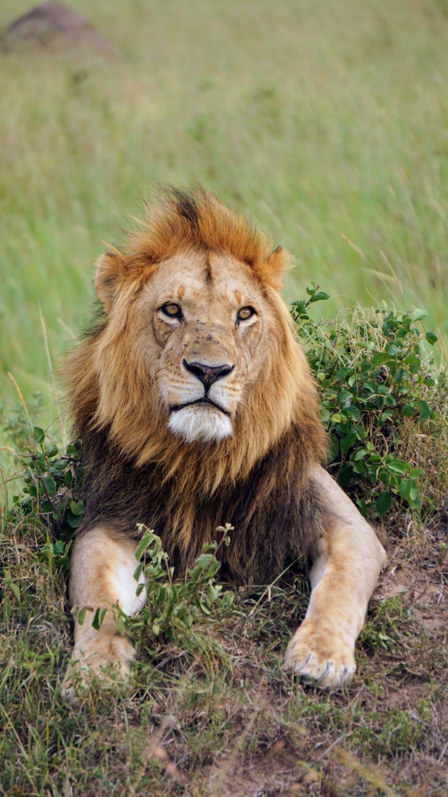 Lion resting in the Maasai Mara during a 3 Days Maasai Mara Flying Package