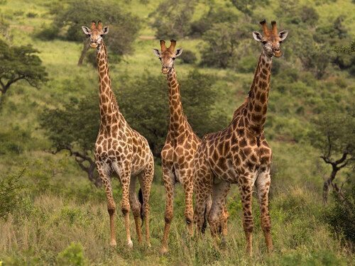Giraffes grazing in Amboseli National park