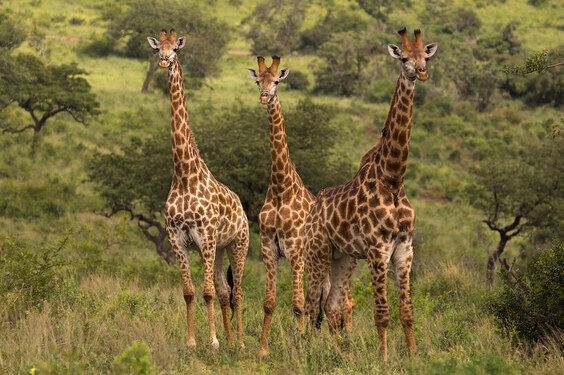 Giraffes grazing in Amboseli National park