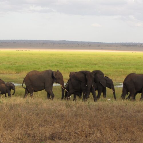 Elephants on the Mkata flood plains