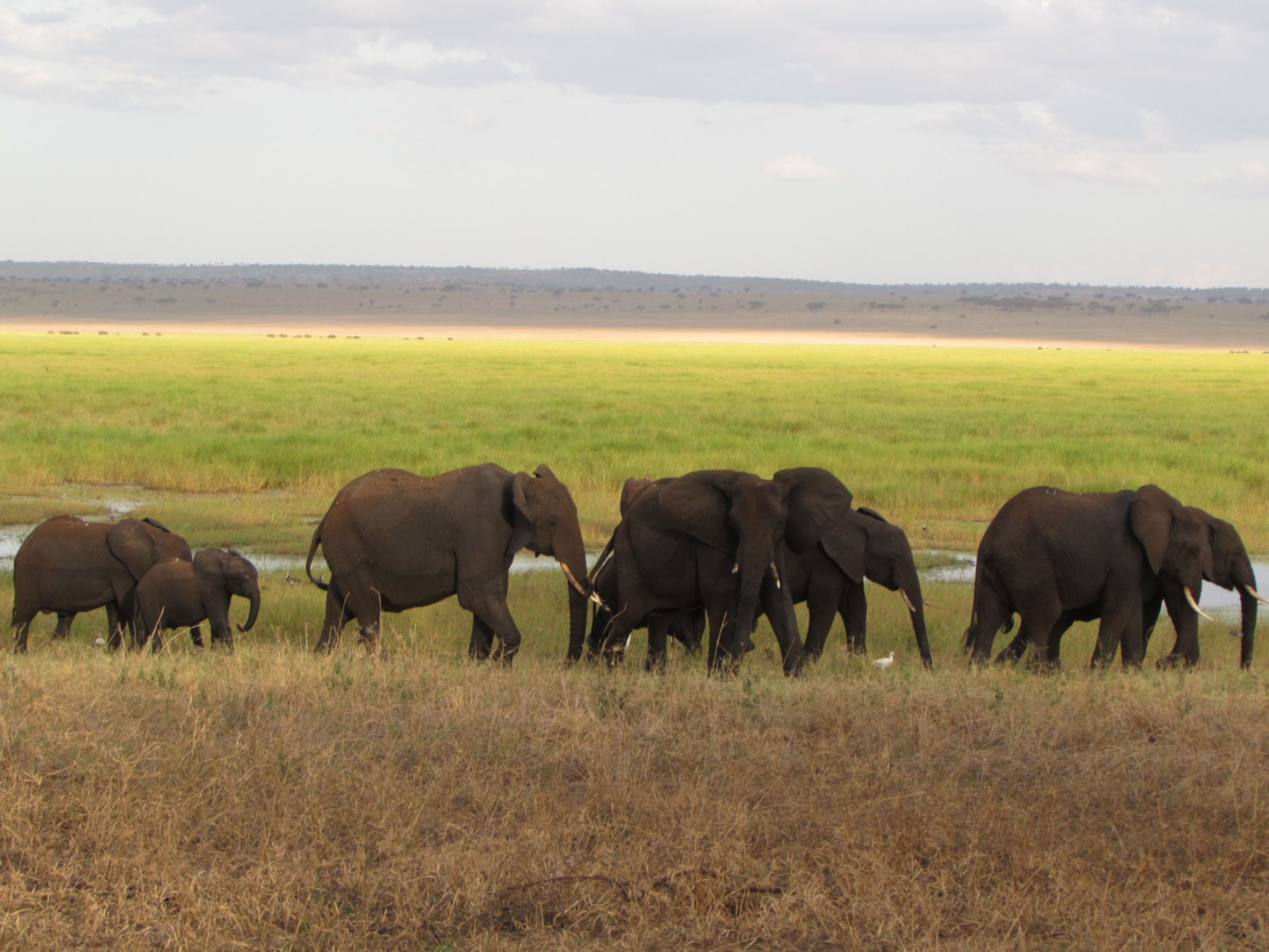 Elephants on the Mkata flood plains