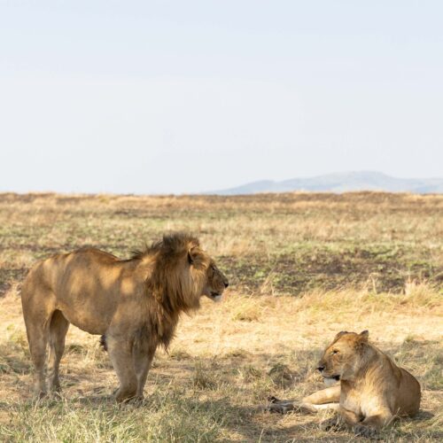 Lions resting in Mikumi National park Tanzania