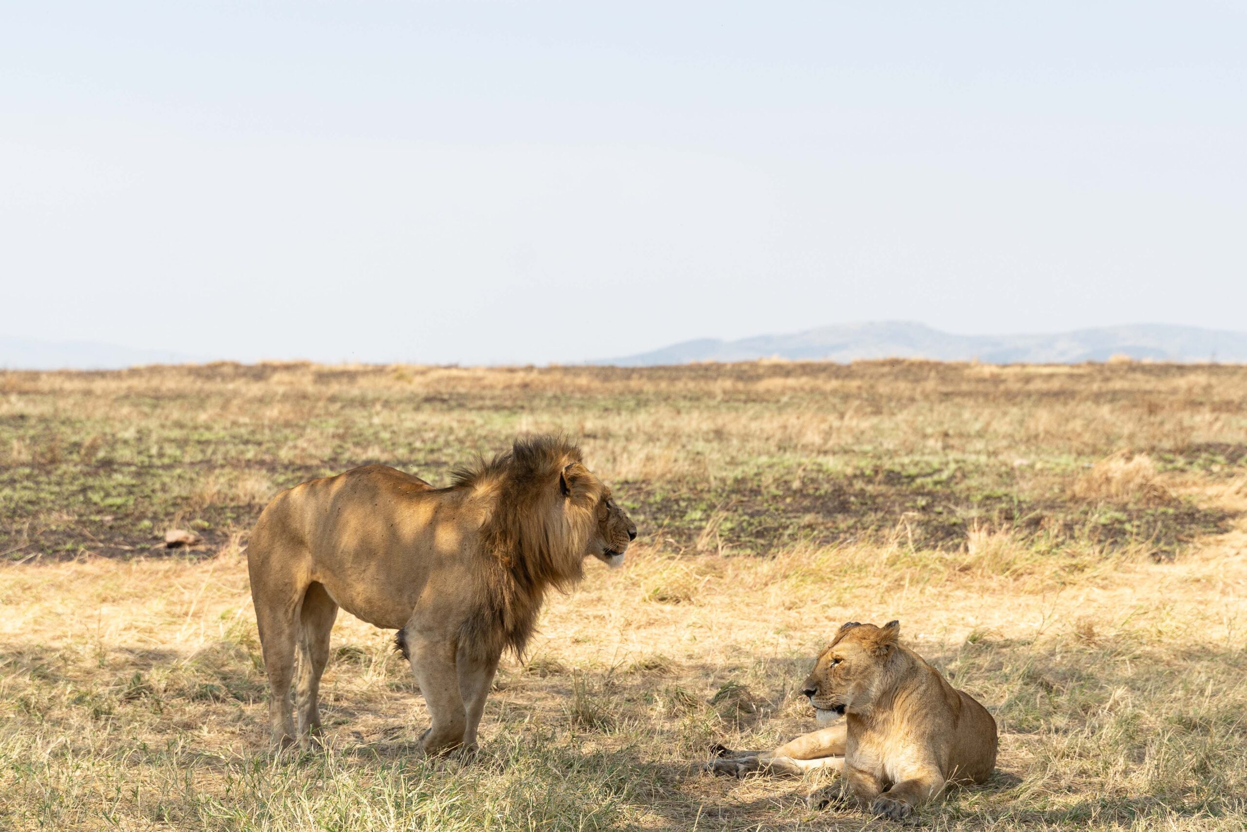 Lions resting in Mikumi National park Tanzania