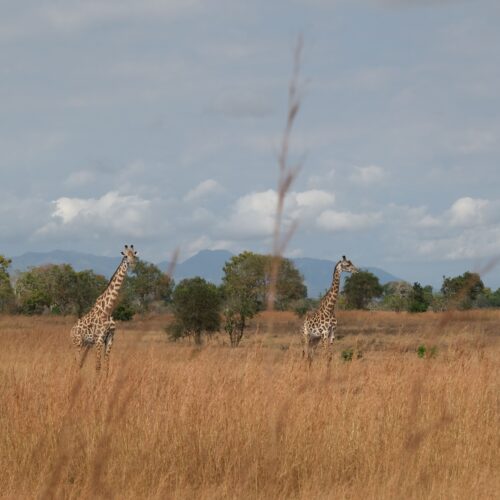Giraffes during a game drive in Mikumi National park