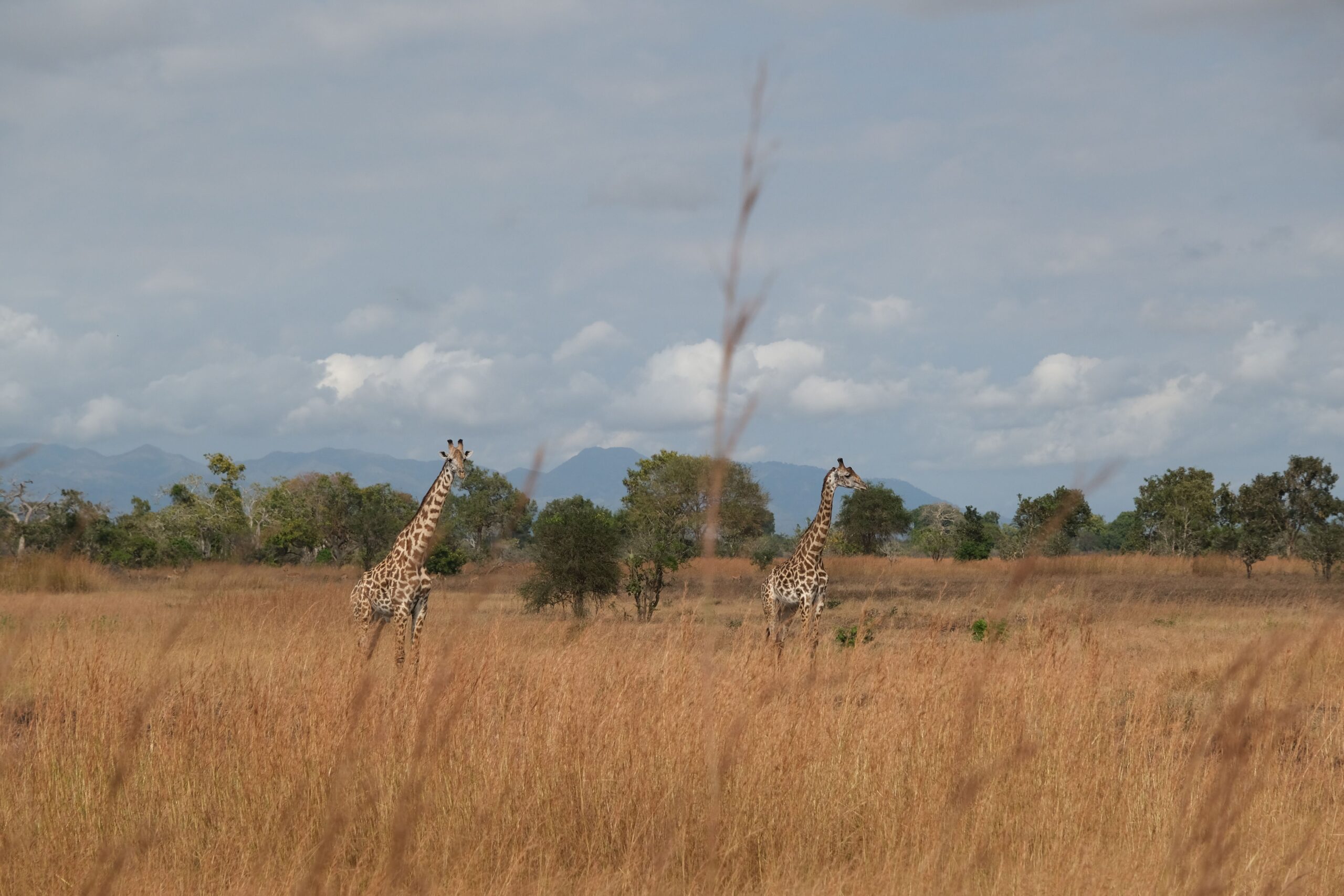 Giraffes during a game drive in Mikumi National park