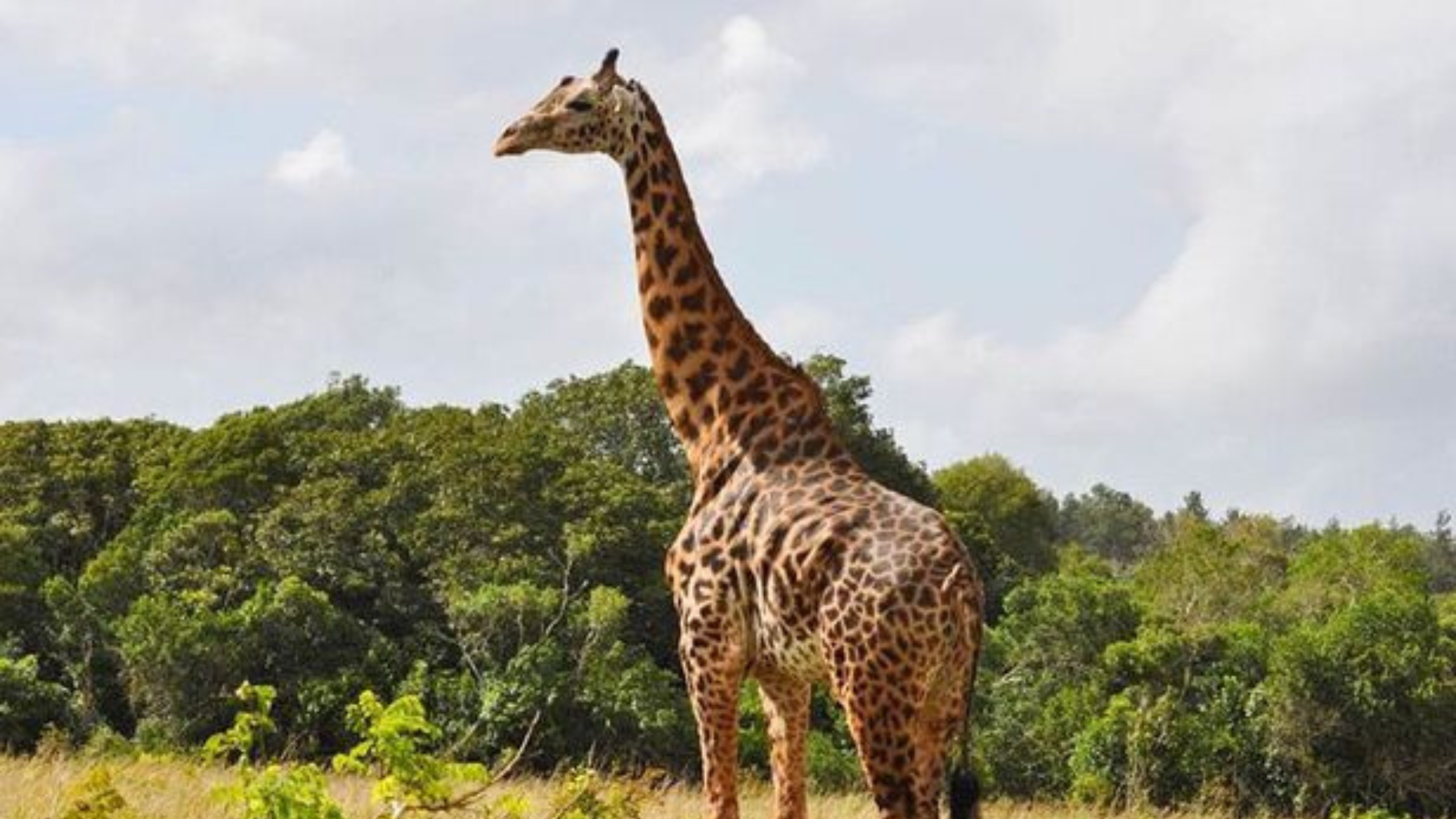 shimba hill national reserve