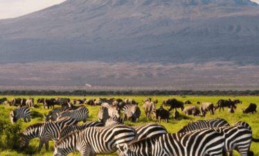 Amboseli National Park safari