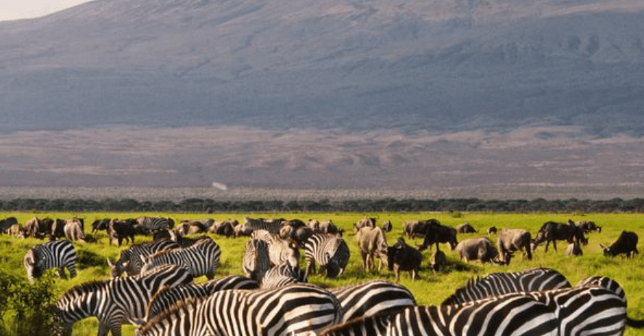 Amboseli National Park safari
