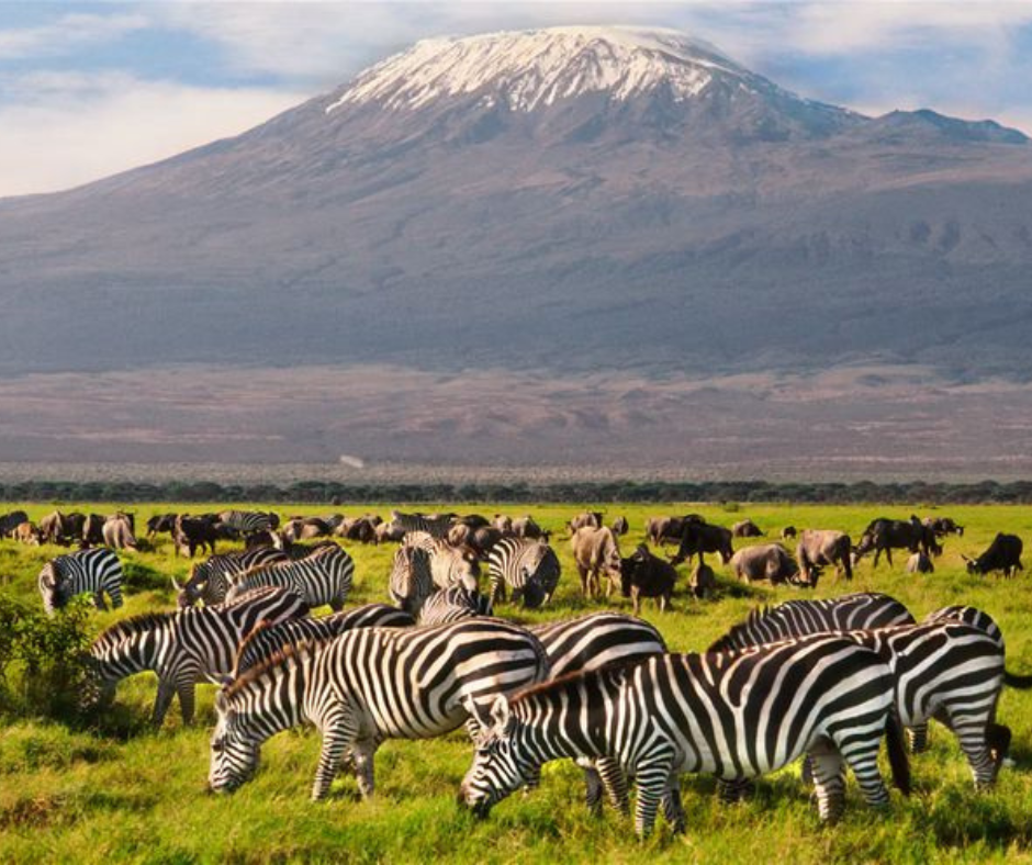 Amboseli National Park safari