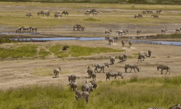 Explore Serengeti Widlife