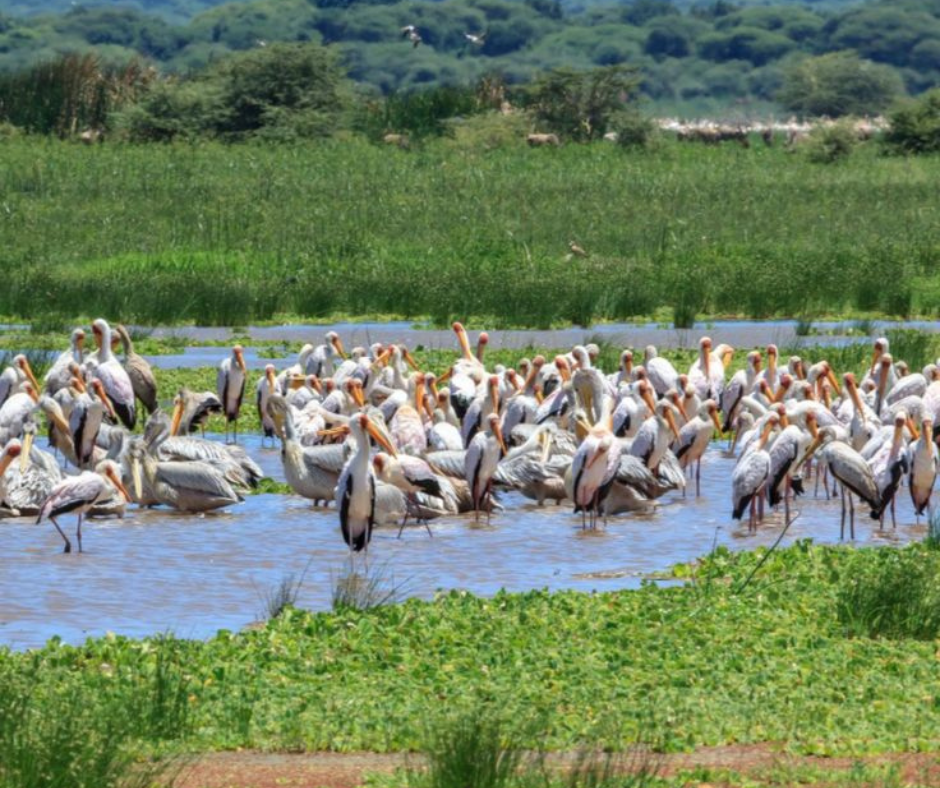 Lake Manyara NP