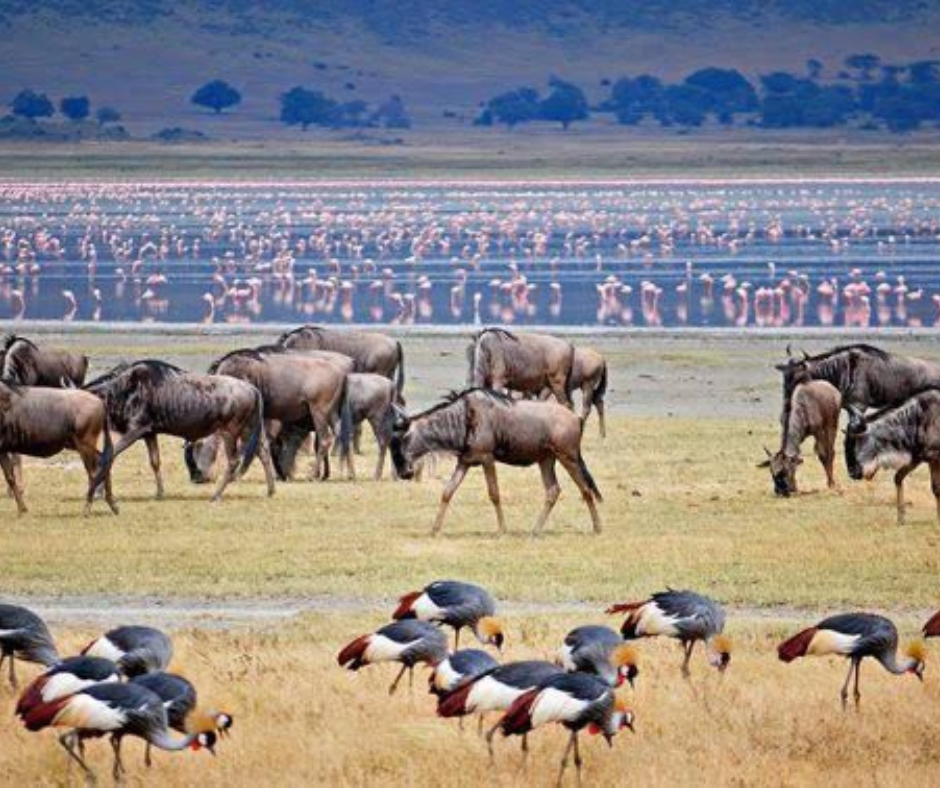 Lake Manyara National Park tz
