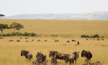 MASAI MARA National Reserve