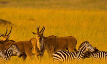MASAI MARA National Reserve