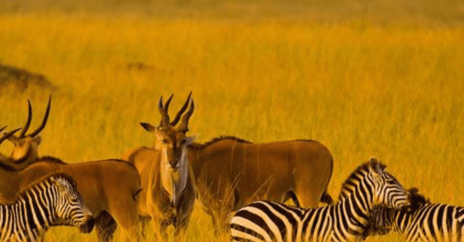 MASAI MARA National Reserve