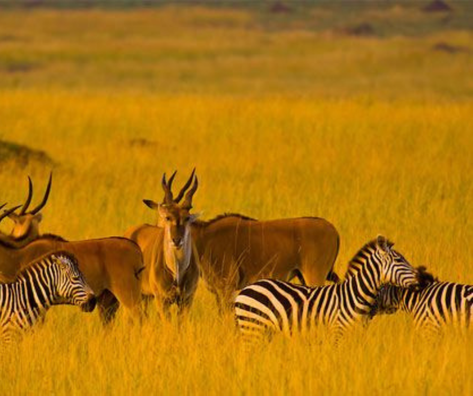 MASAI MARA National Reserve