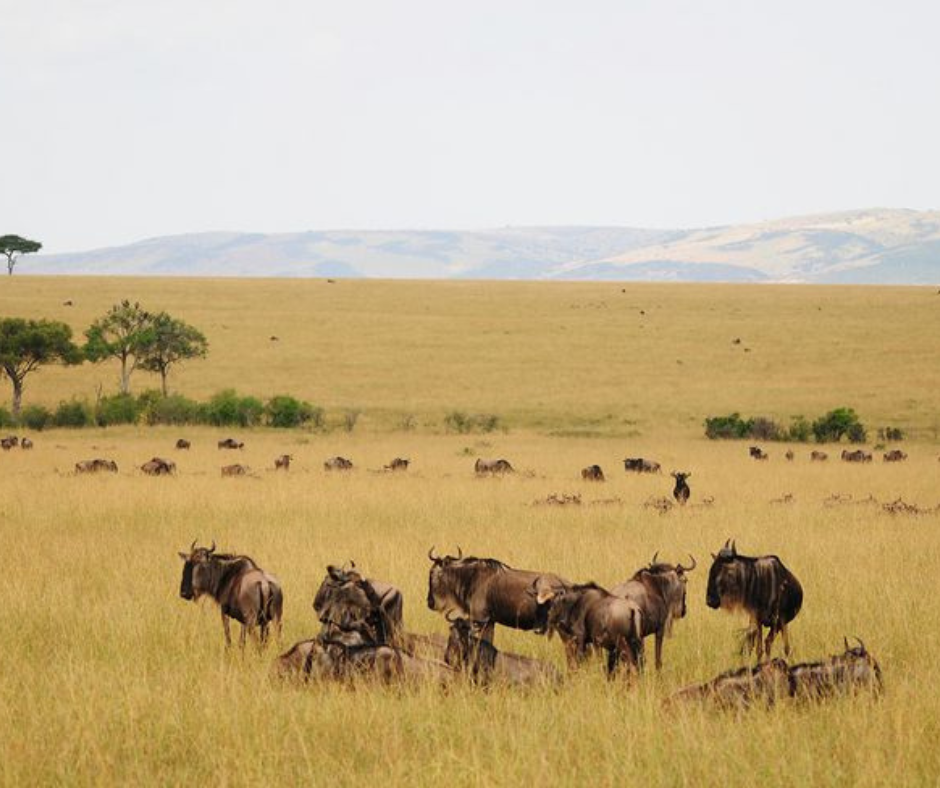 MASAI MARA National Reserve