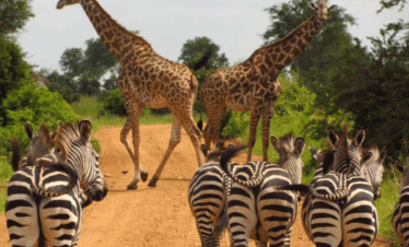 Mikumi National Park - Safari