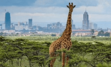 Nairobi National Park Kenya