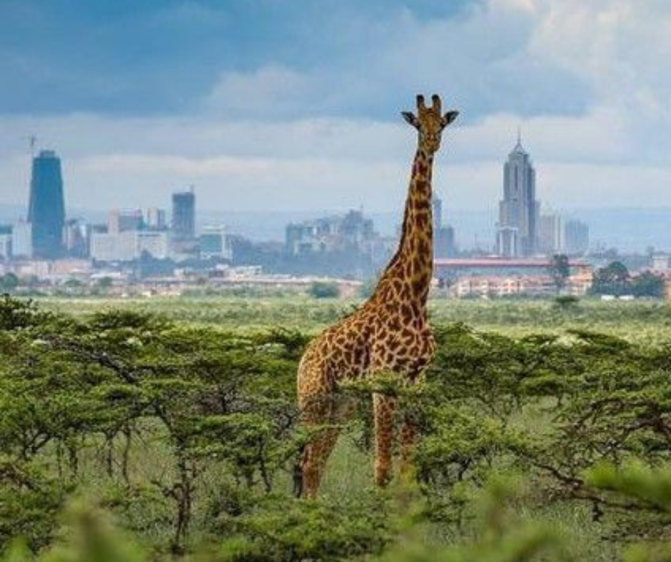 Nairobi National Park Kenya