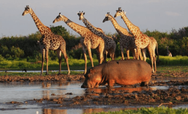 Selous Game Reserve_
