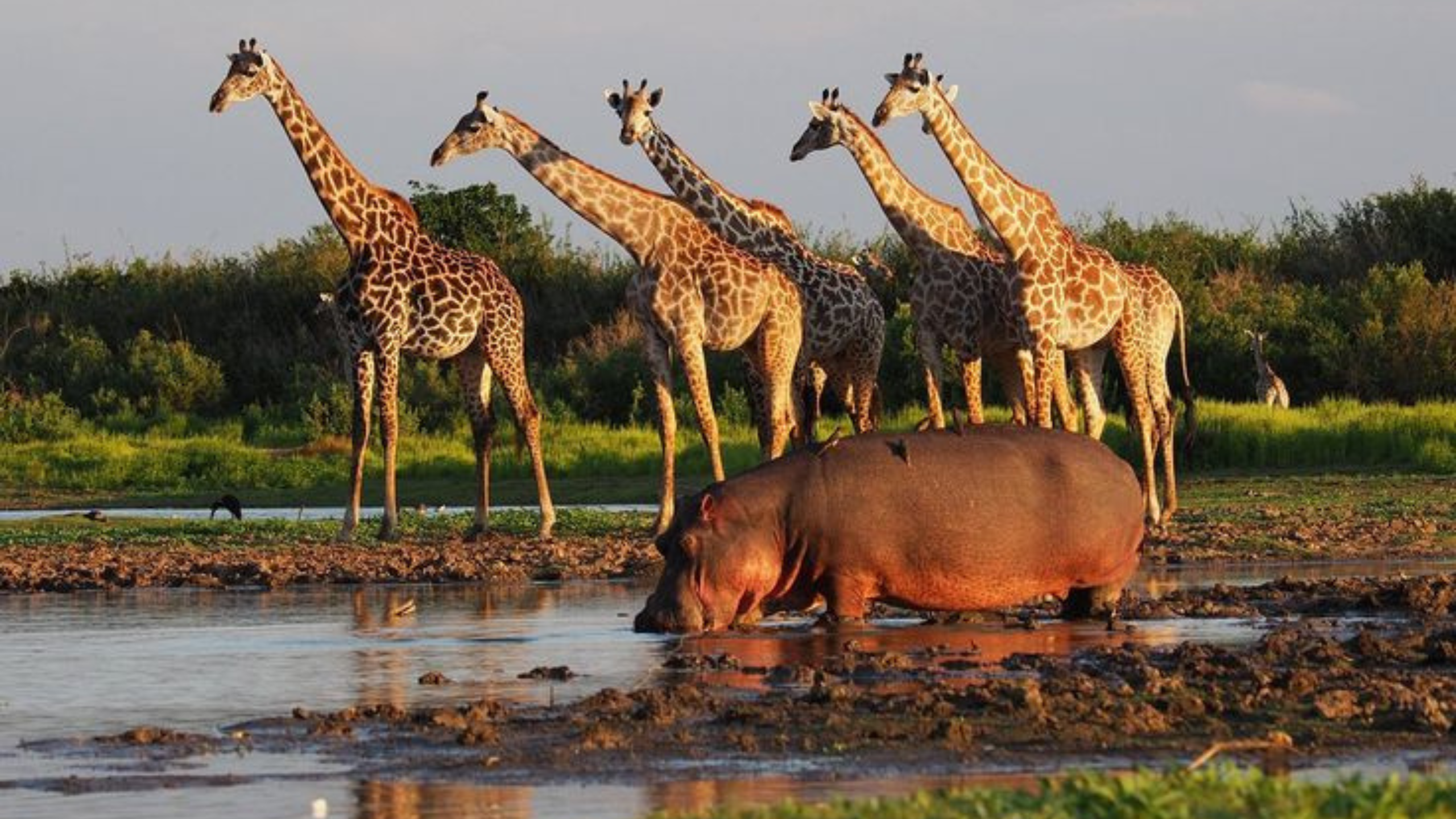 Selous Game Reserve_