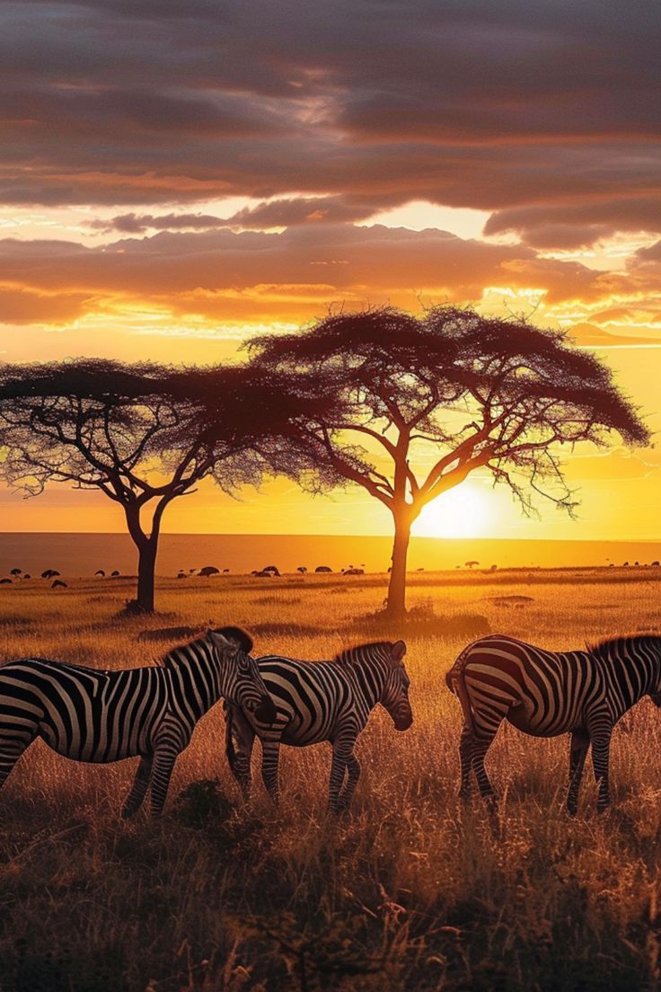 Serengeti National Park, Tanzania