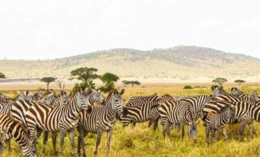 Serengeti Wilderness
