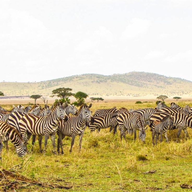 Serengeti Wilderness