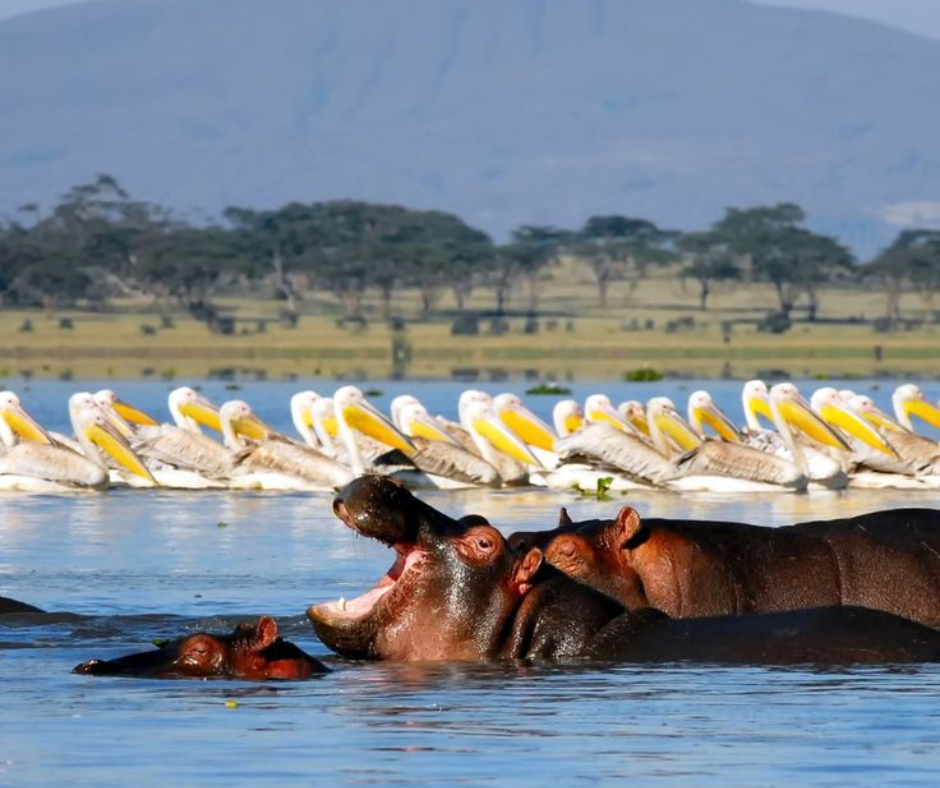lake naivasha