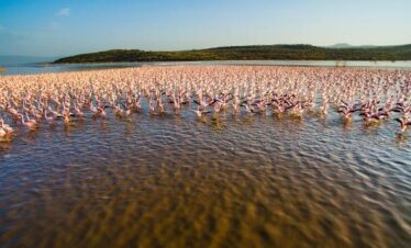 Birdlife around Lake Bogoria