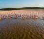 Lake Bogoria Kenya