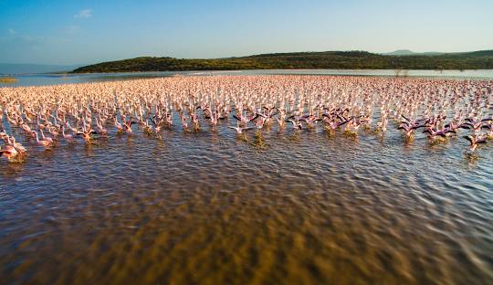 Lake Bogoria Kenya