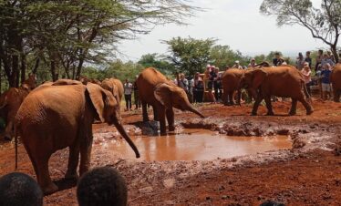 sheldrick wildlife trust