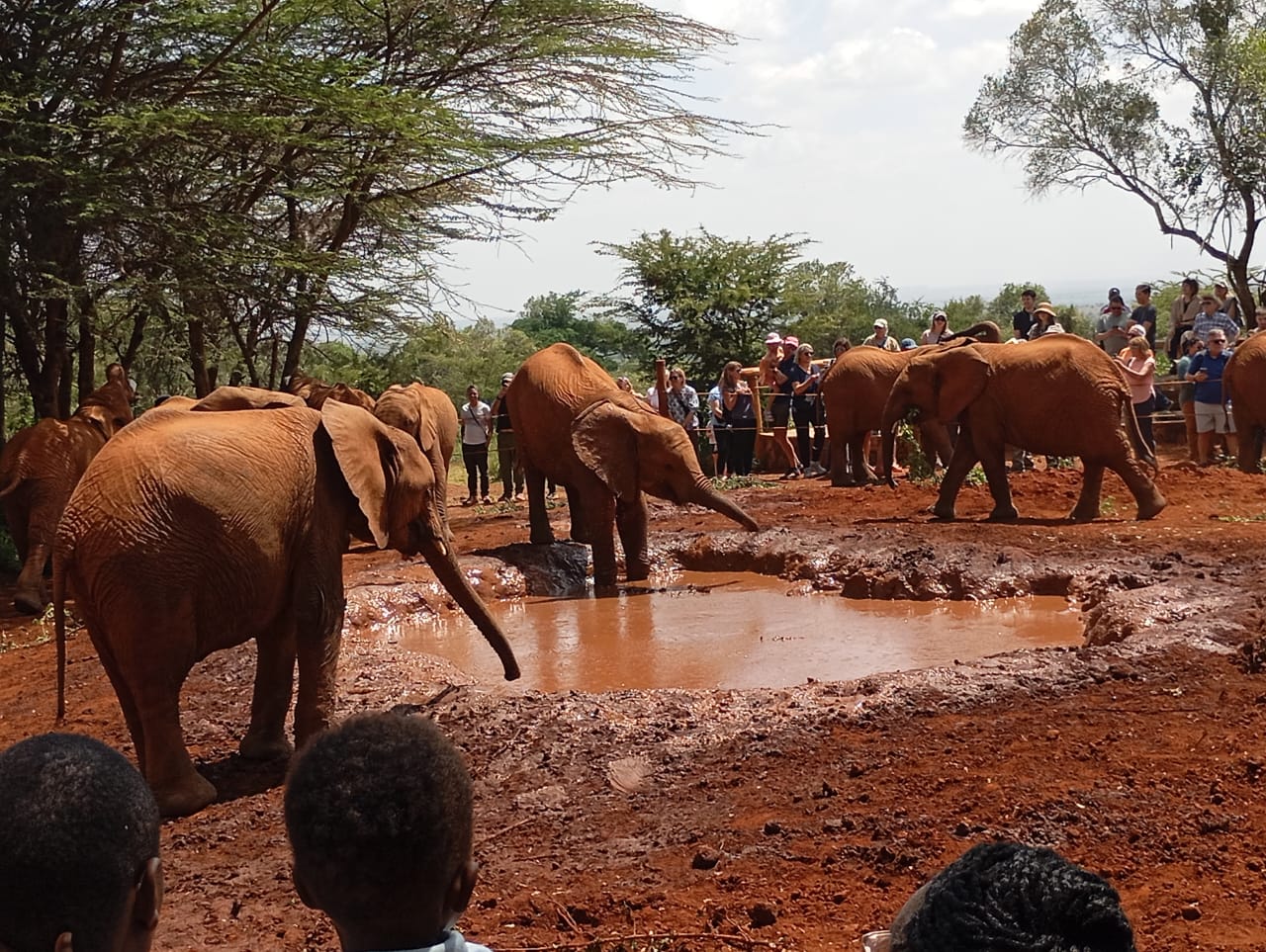 sheldrick wildlife trust