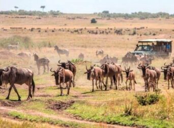 Maasai Mara safari Tours in Kenya