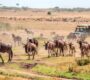 Maasai Mara safari Tours in Kenya