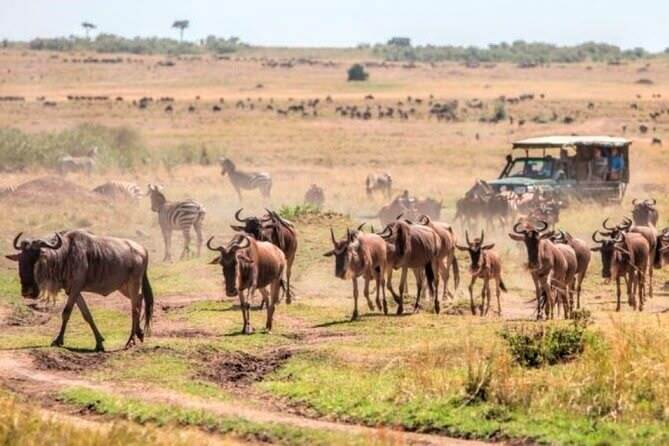 Maasai Mara safari Tours in Kenya