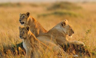 Big Five safari in Maasai Mara