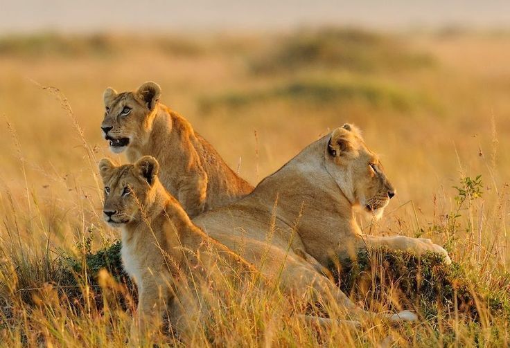Maasai Mara, Kenya