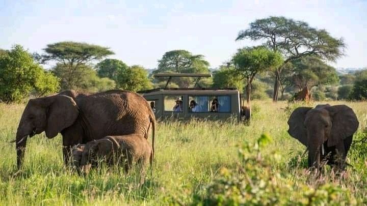 Tanzania safari experience