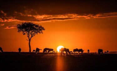 Maasai Mara sunrise