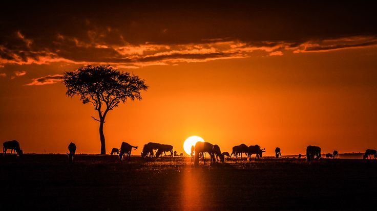 Maasai Mara sunrise