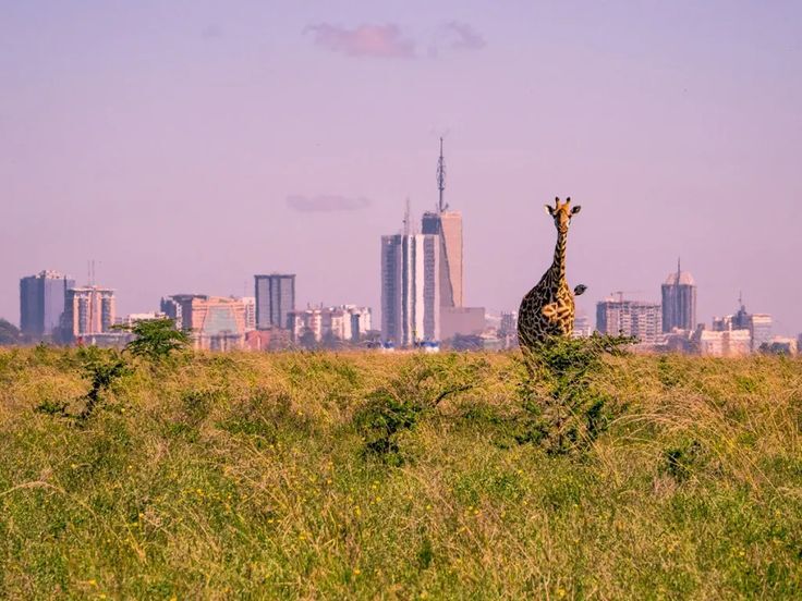 Nairobi National park skyline