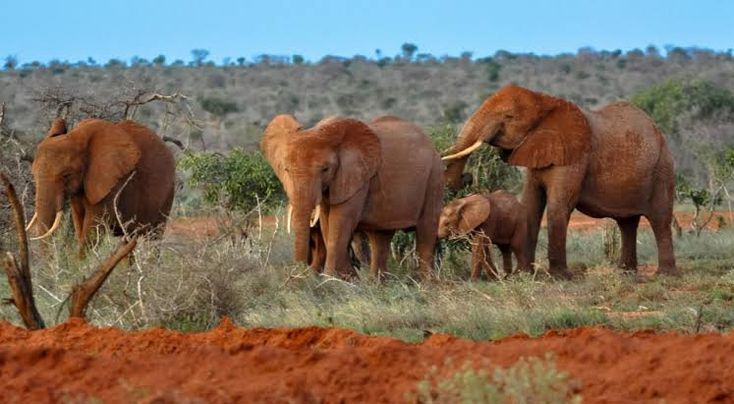 Tsavo National park Kenya